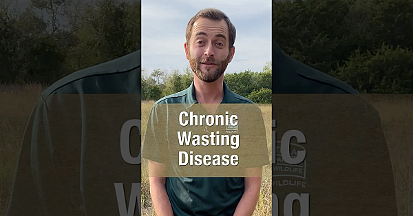 Hunting In A Cwd Zone