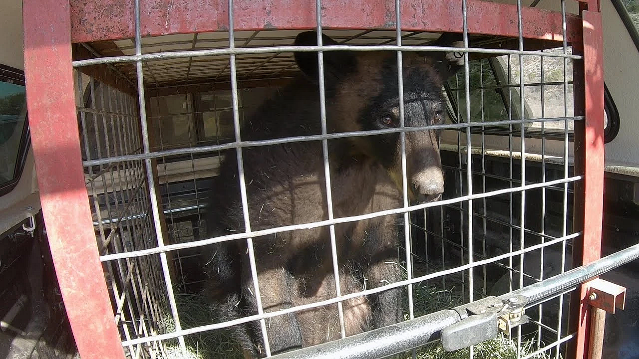 Pbs Preview - Bears Go Home, Animals On Camera, A Place To Hunt