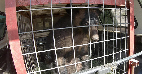 Pbs Preview - Bears Go Home, Animals On Camera, A Place To Hunt