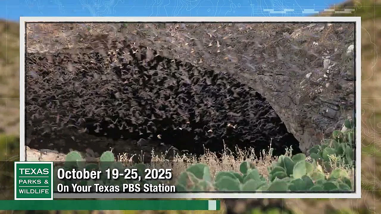 Tpw Trailer - Episode 3, Season 41