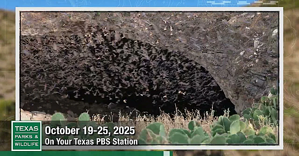 Tpw Trailer - Episode 3, Season 41