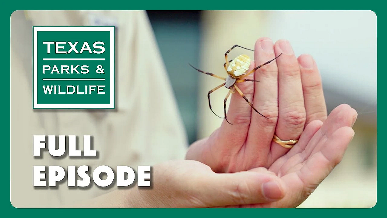 Pbs Show - Master Inaturalist, Possum Kingdom &amp; Green Jays