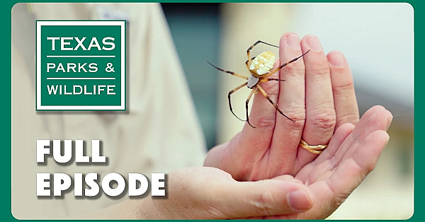 Pbs Show - Master Inaturalist, Possum Kingdom &amp; Green Jays