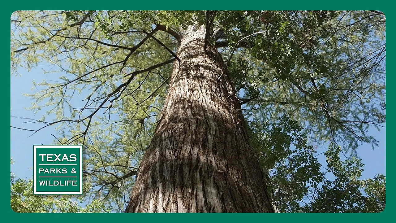 Pbs Preview - Famous Park Trees, Caddo Lake, Collegiate Camper