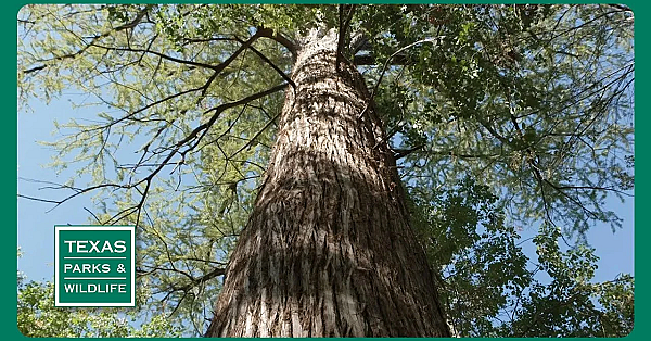 Pbs Preview - Famous Park Trees, Caddo Lake, Collegiate Camper