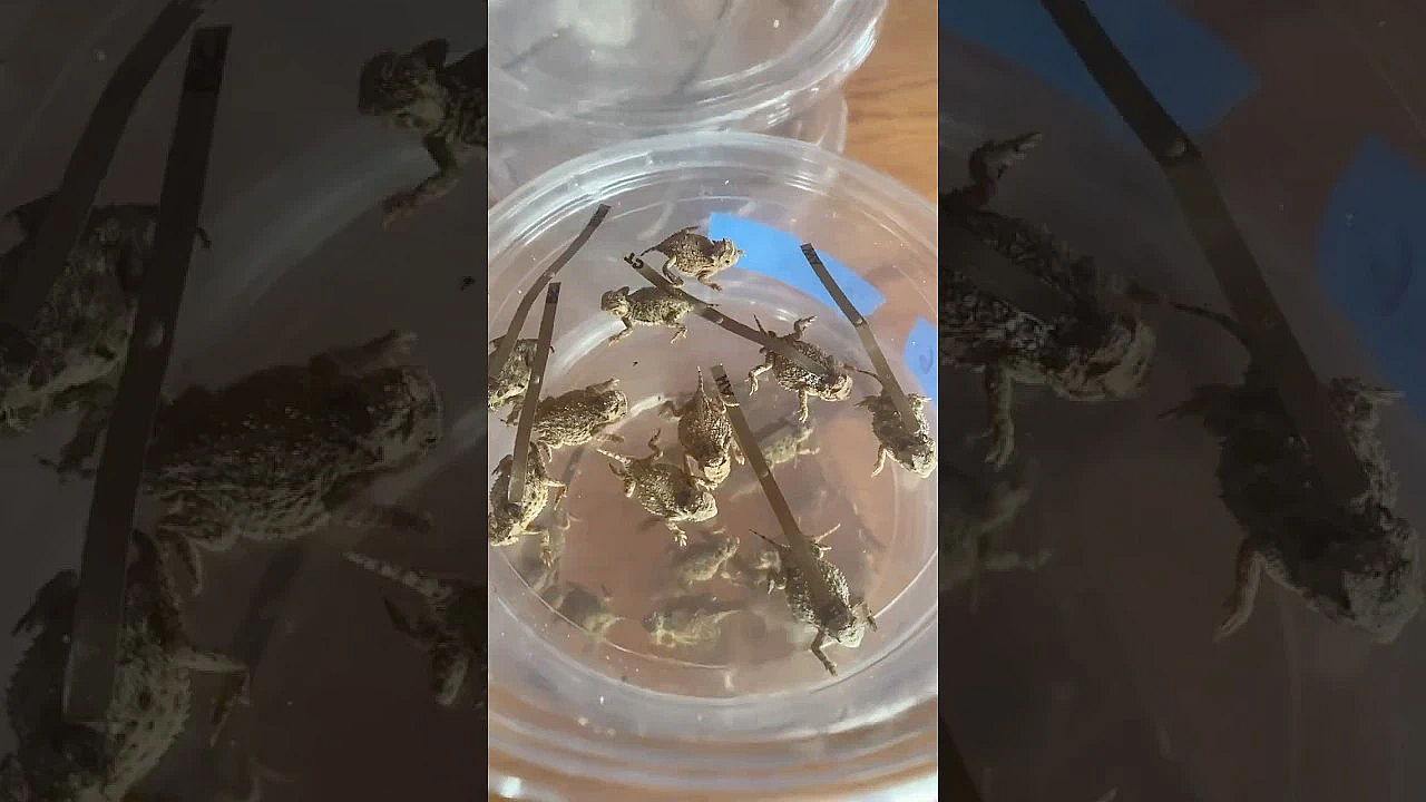 Baby Horned Lizards Released In The Wild