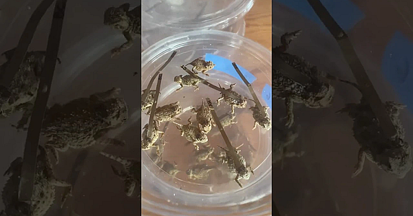 Baby Horned Lizards Released In The Wild