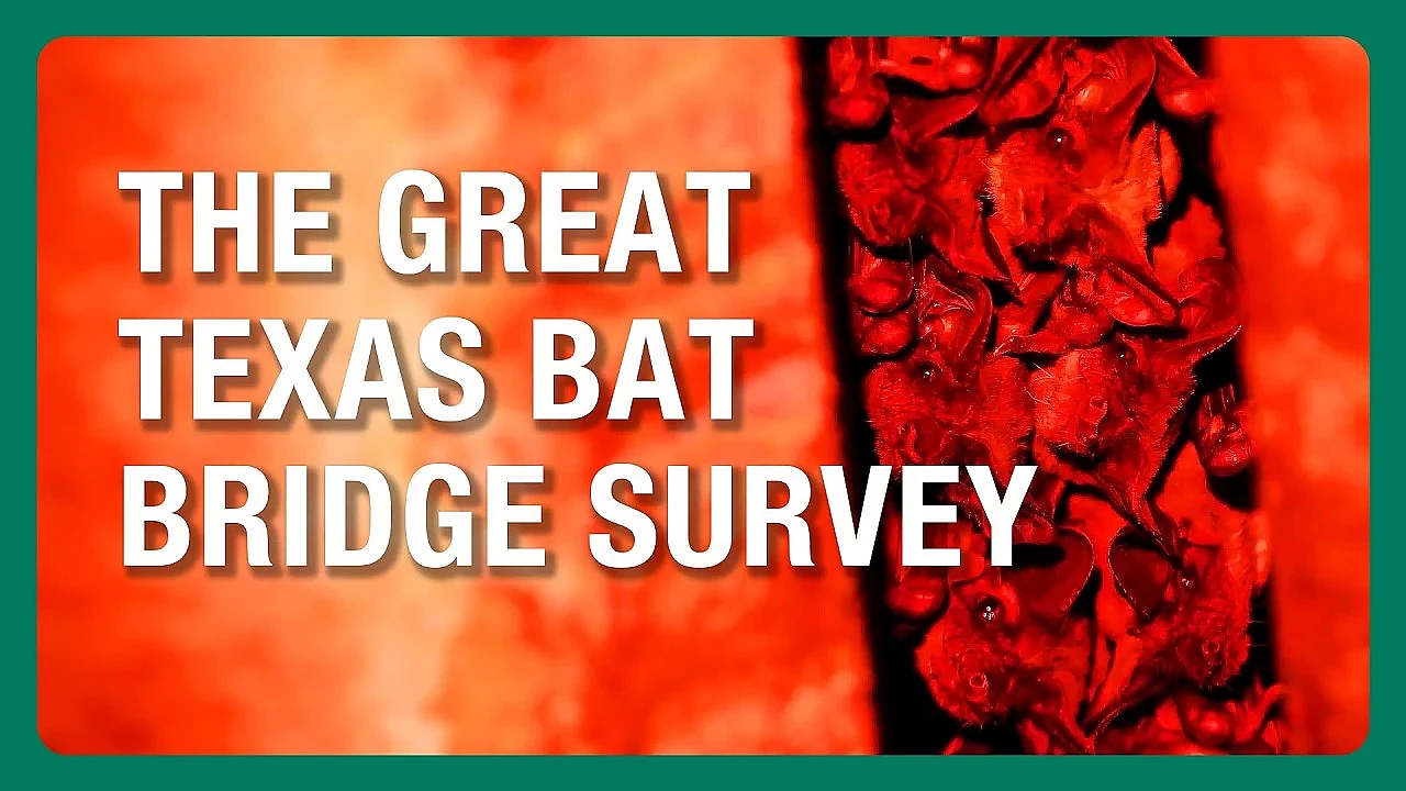 The Great Texas Bat Bridge Survey