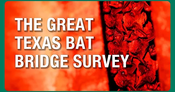 The Great Texas Bat Bridge Survey