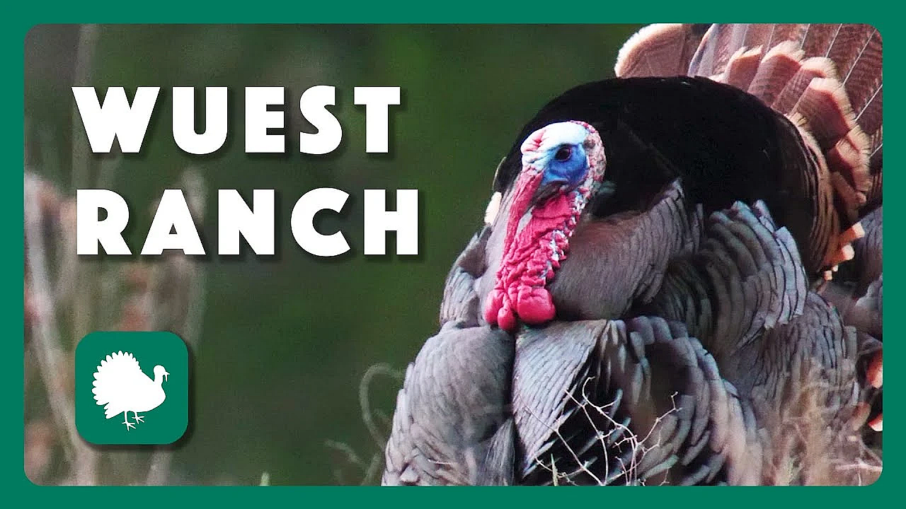 Wuest Ranch Turkeys - Postcard From Texas