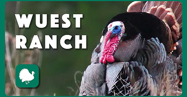 Wuest Ranch Turkeys - Postcard From Texas