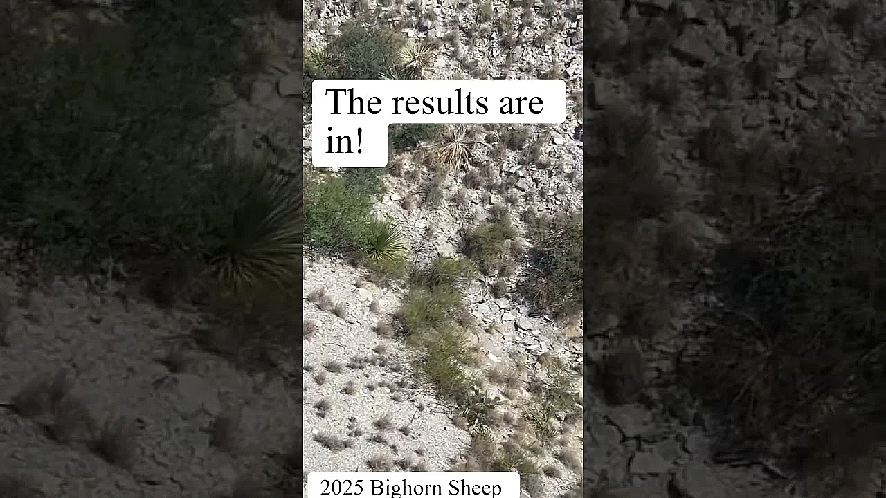 Desert Bighorn Sheep Survey #bighornsheep
