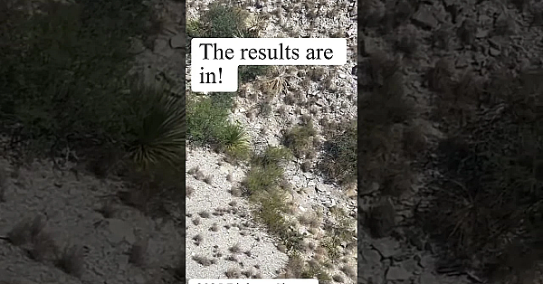 Desert Bighorn Sheep Survey #bighornsheep