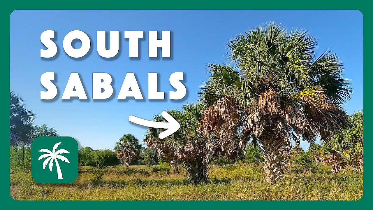 Southmost Preserve: A Treasure At The Tip Of Texas