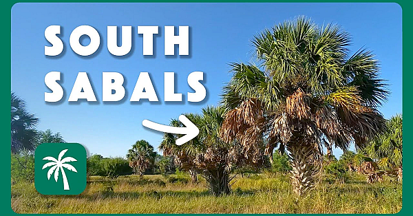 Southmost Preserve: A Treasure At The Tip Of Texas
