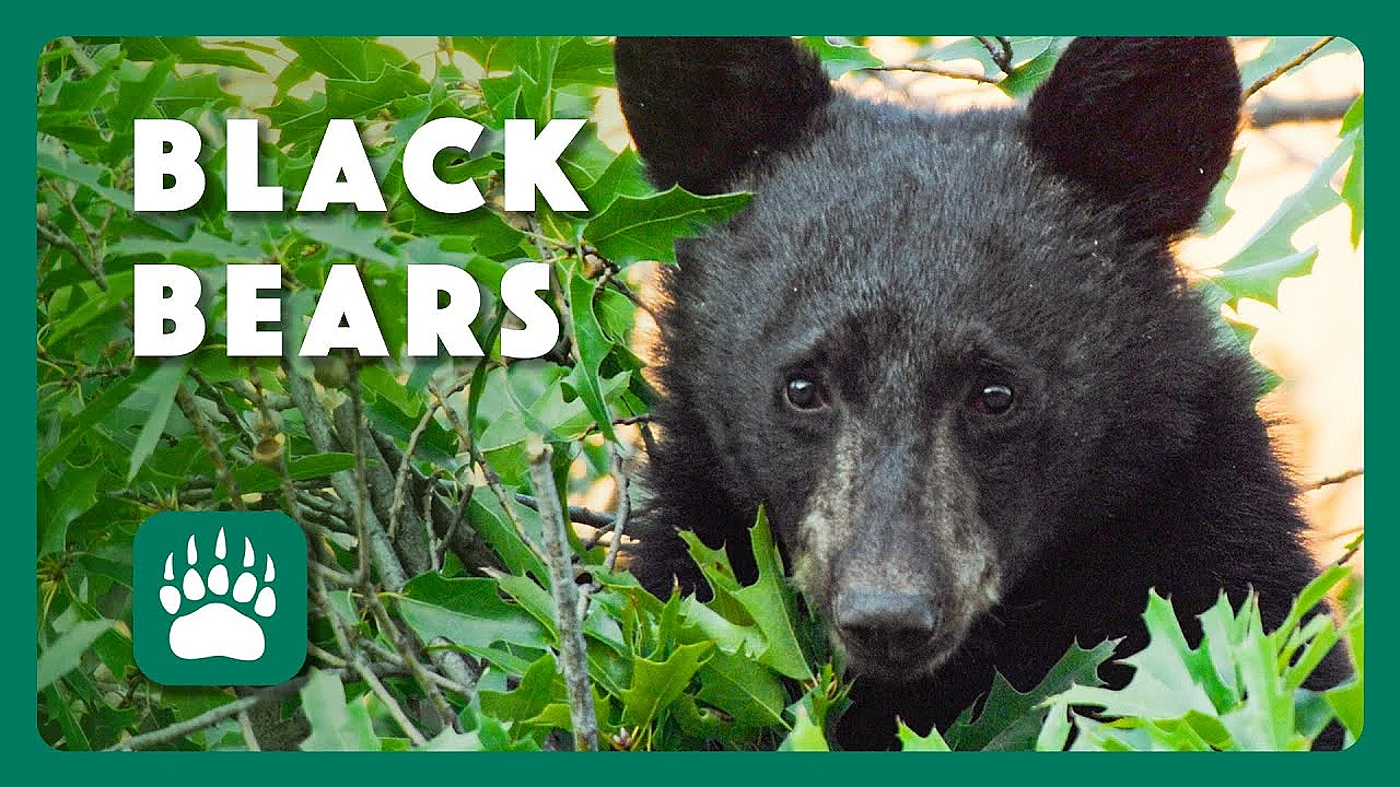 Living With Black Bears