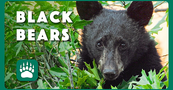 Living With Black Bears