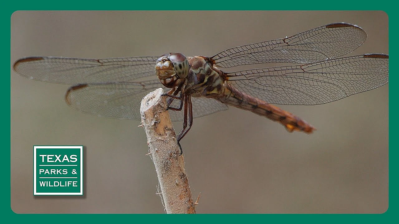 Pbs Trailer - Dragonfly Chasers, Hiking Blind &amp; Texas Bison