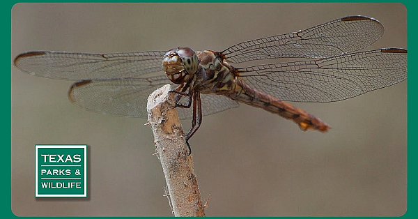 Pbs Trailer - Dragonfly Chasers, Hiking Blind &amp; Texas Bison