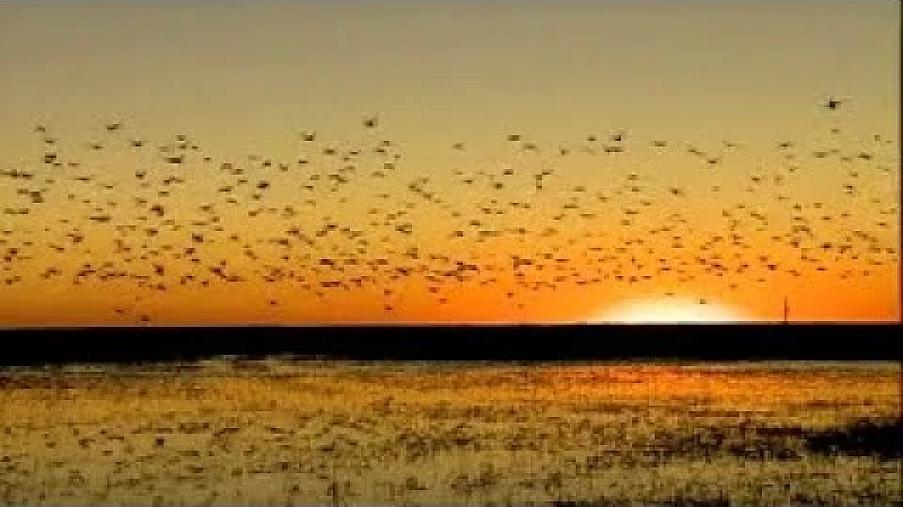 Wind Energy &amp; Wildlife Pt. 2 - Texas Parks And Wildlife [official]