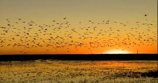 Wind Energy &amp; Wildlife Pt. 2 - Texas Parks And Wildlife [official]