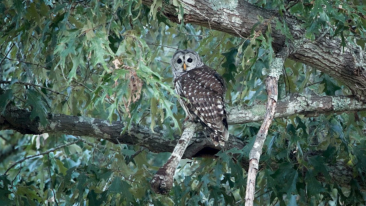 Postcard From Texas: Spooky Woods Wildlife