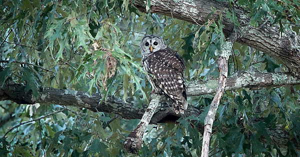 Postcard From Texas: Spooky Woods Wildlife
