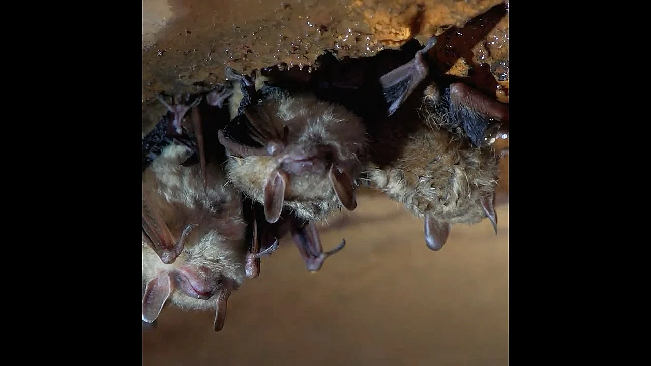 Help Save Texas Bats! - Texas Parks And Wildife