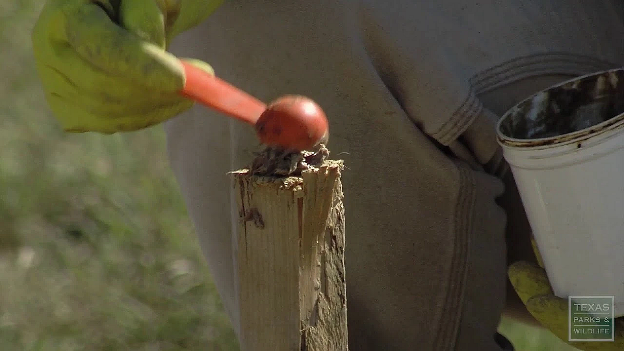Texas Parks And Wildlife Live Stream