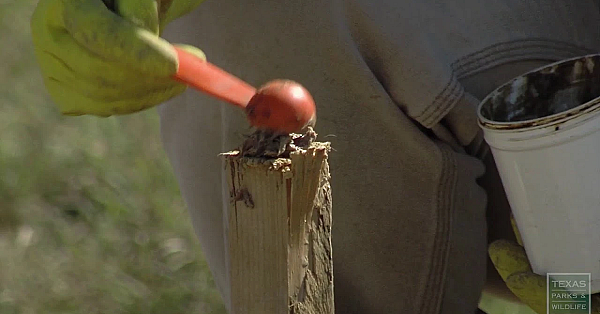 Texas Parks And Wildlife Live Stream