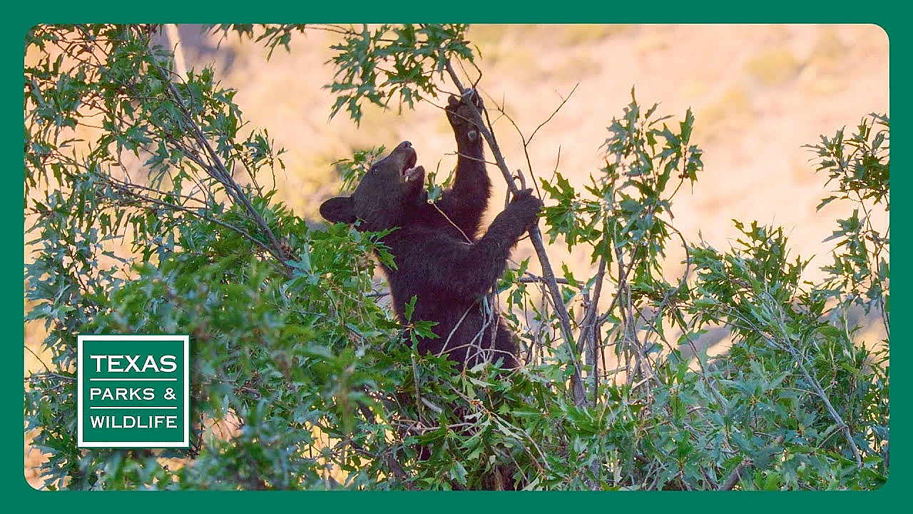 Pbs Trailer - Bears Bounce Back, Longhorn Cavern, &amp; Southmost Sabals