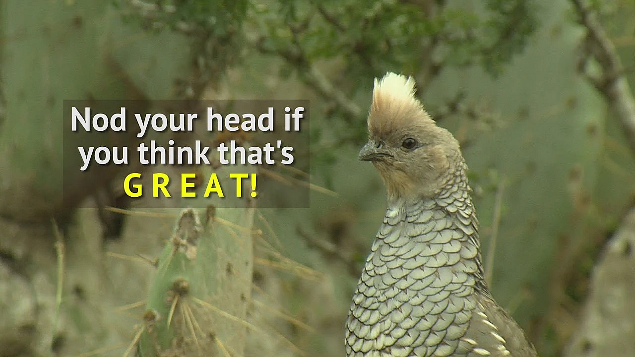 Cool Quail Facts 2018