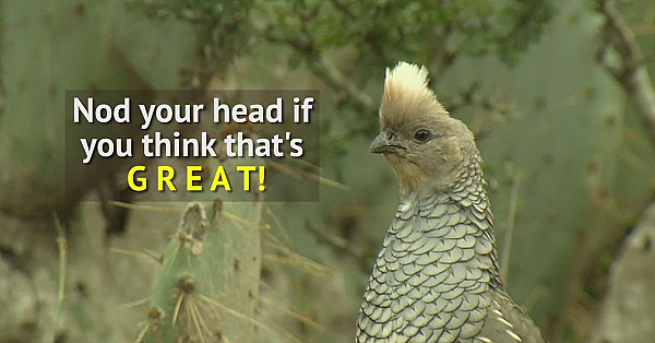 Cool Quail Facts 2018