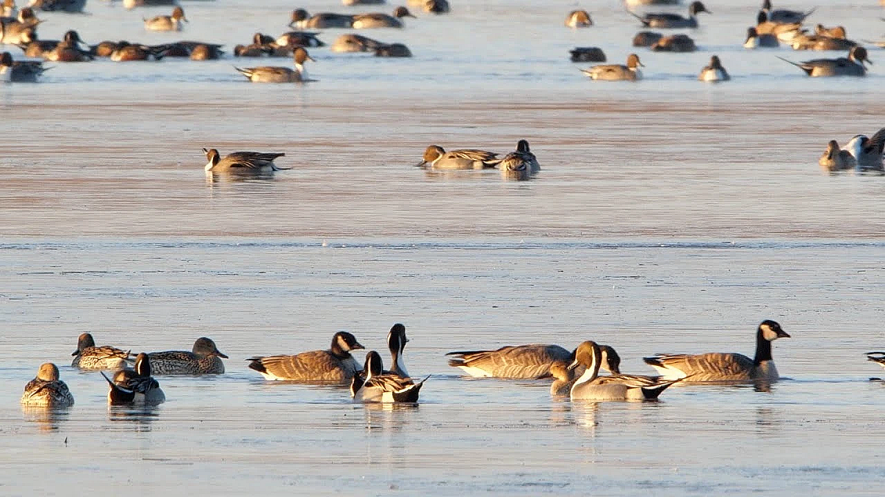 Playas For The Plains - Texas Parks &amp; Wildlife [official]