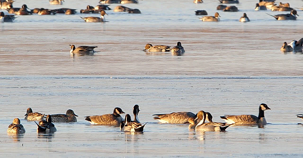 Playas For The Plains - Texas Parks &amp; Wildlife [official]