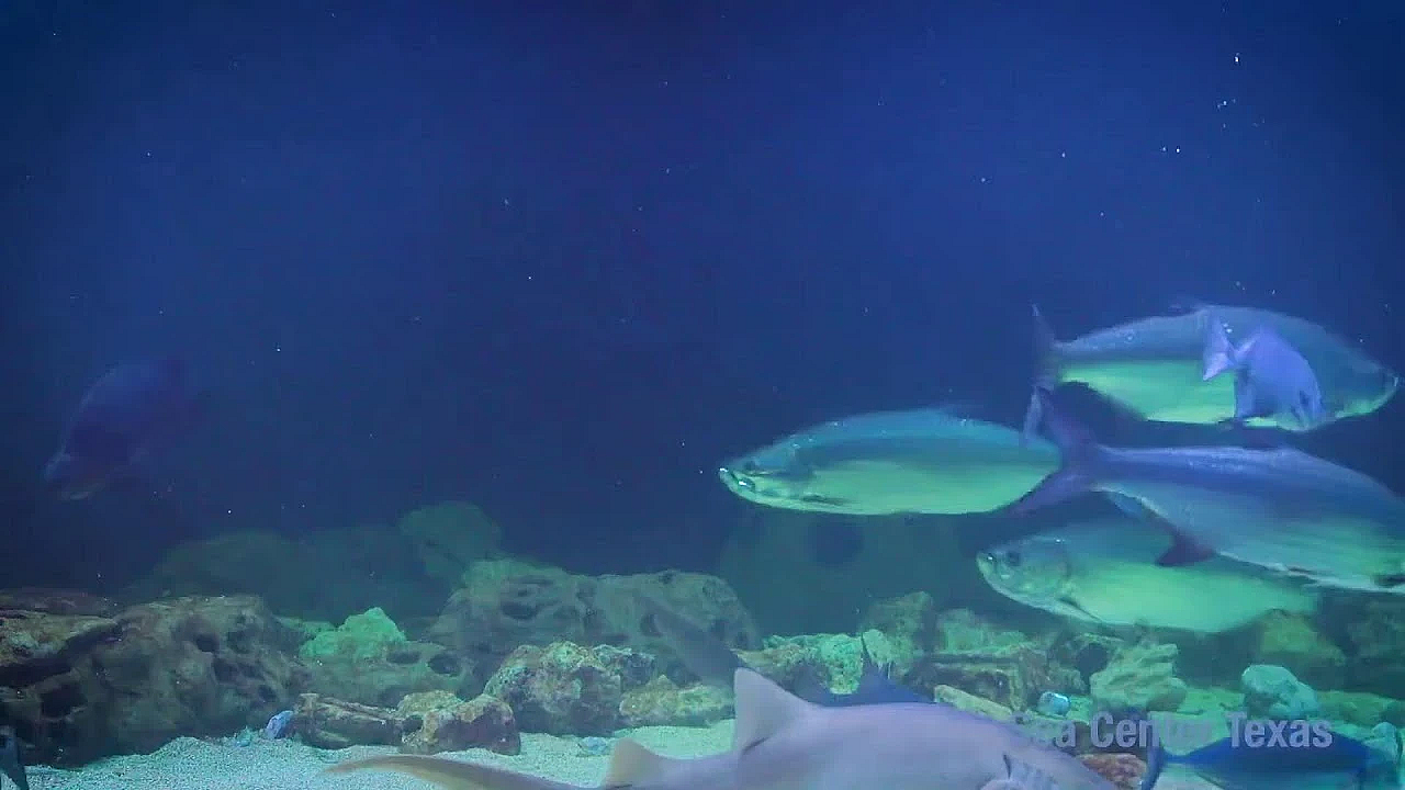 Texas Parks And Wildlife Live Lofi Chill Relaxing Aquarium For Sleep Or Study