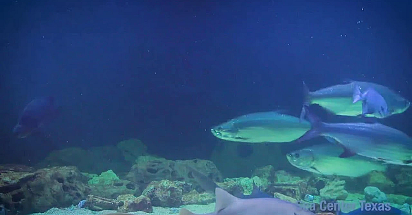 Texas Parks And Wildlife Live Lofi Chill Relaxing Aquarium For Sleep Or Study