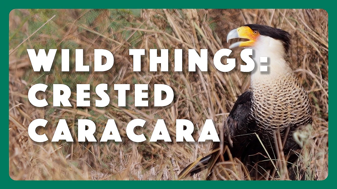 Wild Things: Crested Caracara