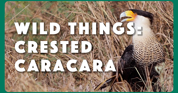 Wild Things: Crested Caracara