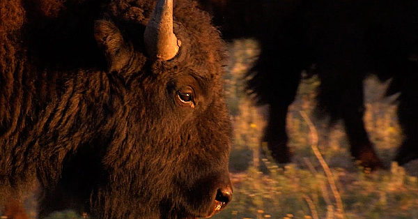 Pbs Show - Wildlife In The Lone Star State - #2911