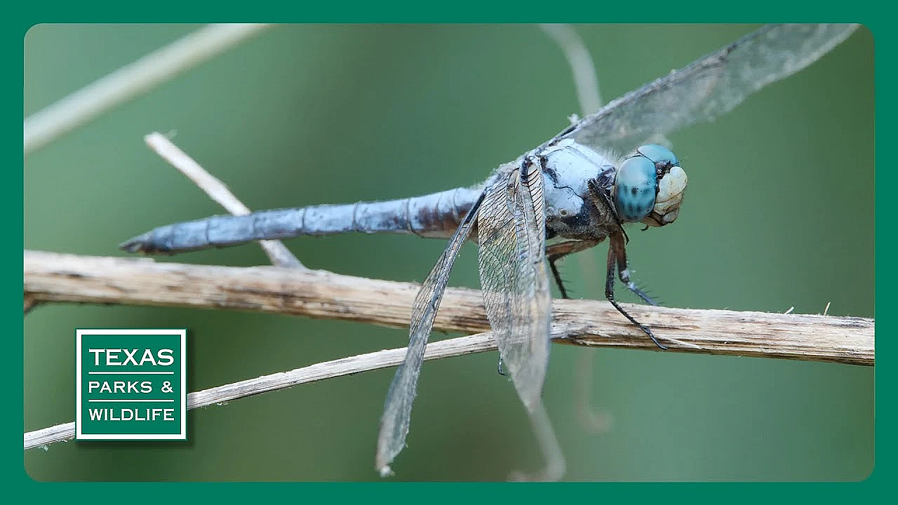 Pbs Trailer - Dragonfly Chasers, Hiking Blind &amp; Texas Bison