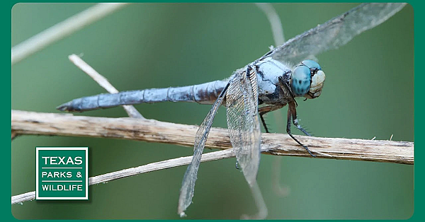 Pbs Trailer - Dragonfly Chasers, Hiking Blind &amp; Texas Bison