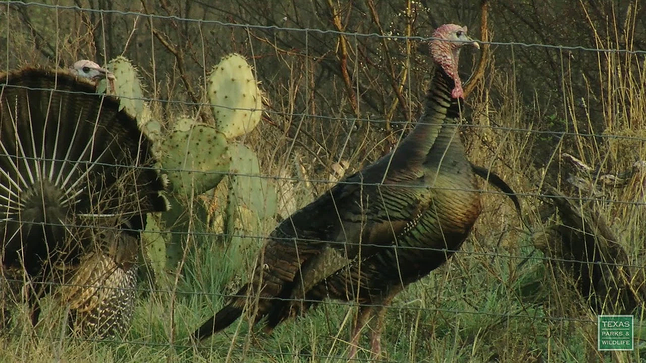 Trail Ranch Turkeys - Postcard From Texas