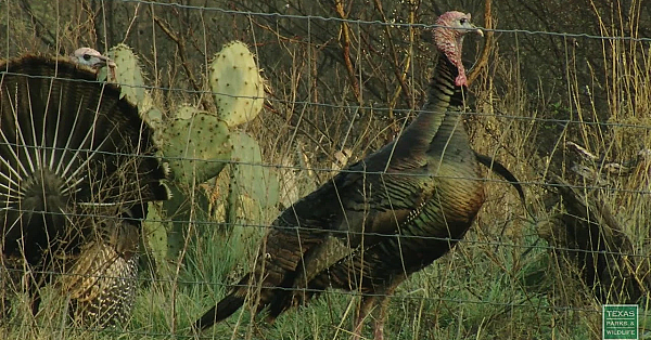 Trail Ranch Turkeys - Postcard From Texas