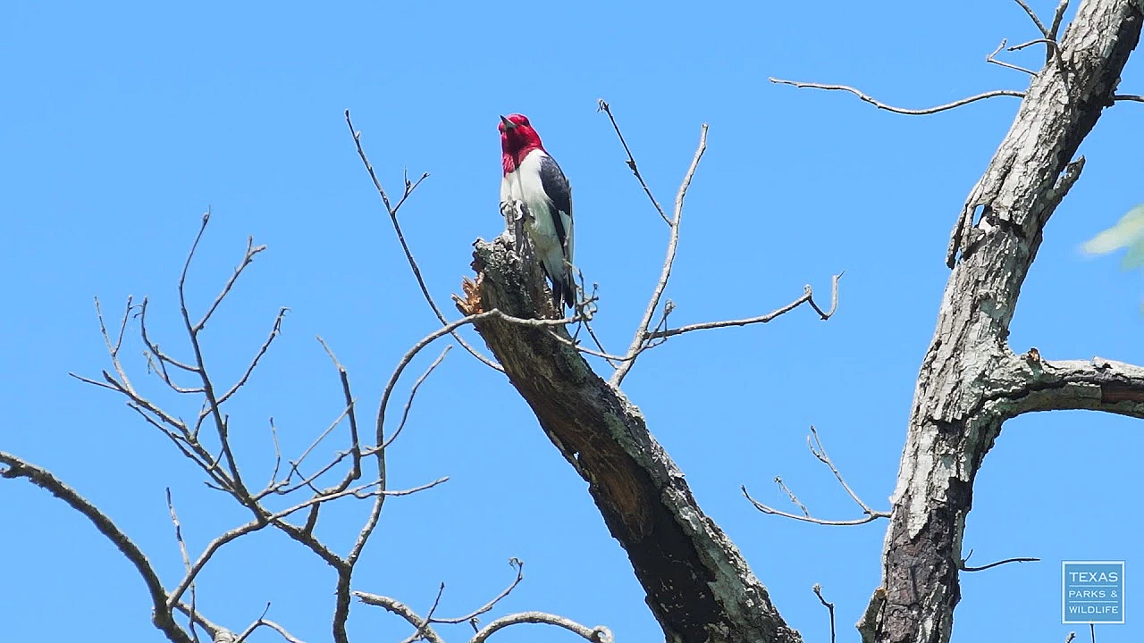 Postcard From Texas: East Texas Woods And Wildlife
