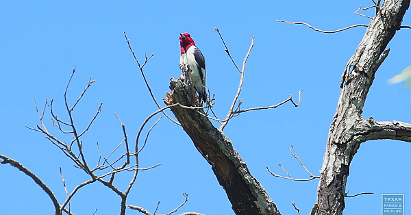 Postcard From Texas: East Texas Woods And Wildlife