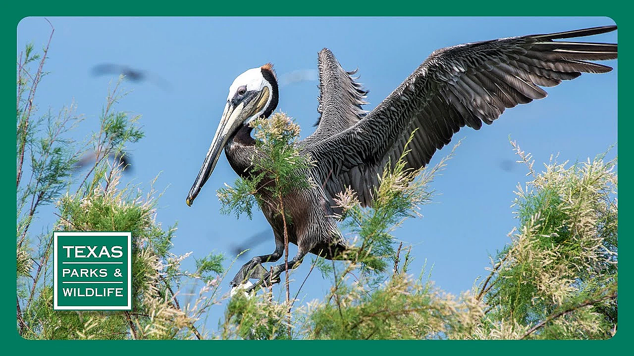 Pbs Preview- Bird Island Guardians, Ebel Grasslands, San Angelo State Park