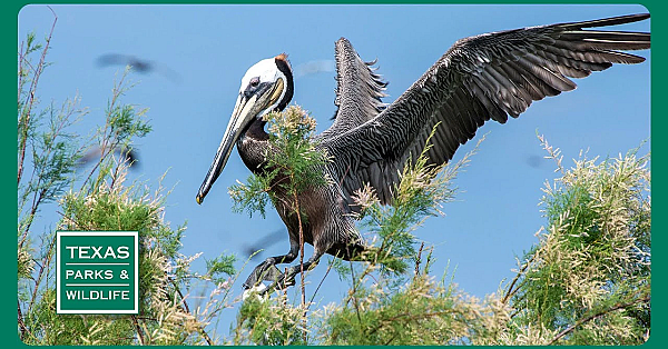 Pbs Preview- Bird Island Guardians, Ebel Grasslands, San Angelo State Park