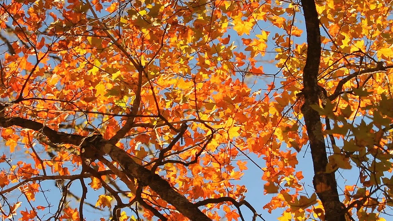 Postcard From Texas: Lost Maples State Natural Area