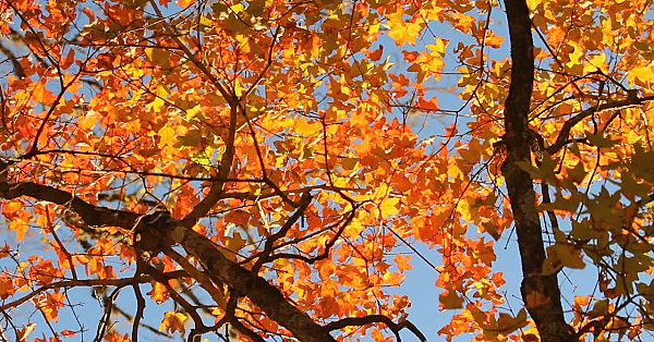 Postcard From Texas: Lost Maples State Natural Area